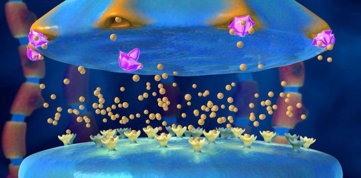 Молекулы антидепрессанта (розовым цветом) блокируют обратный захват молекул серотонина (желто-оранжевые шарики) выделяющими его нейронами, что приводит к увеличению количества серотонина в синаптической щели