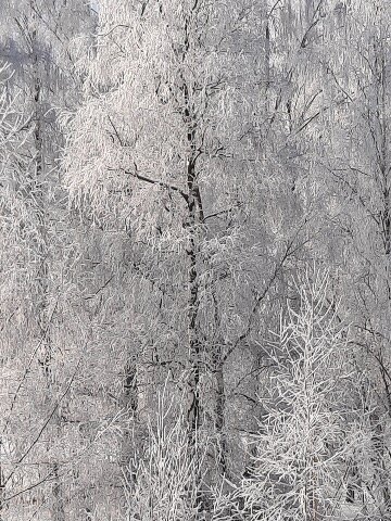 Зима за окнами моими... Авторское фото.