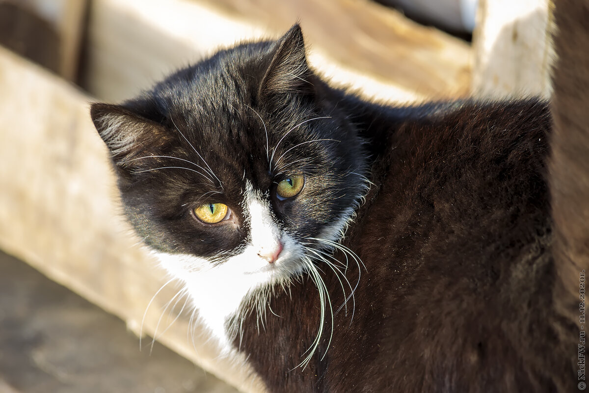 Фото из Яндекс.Картинки