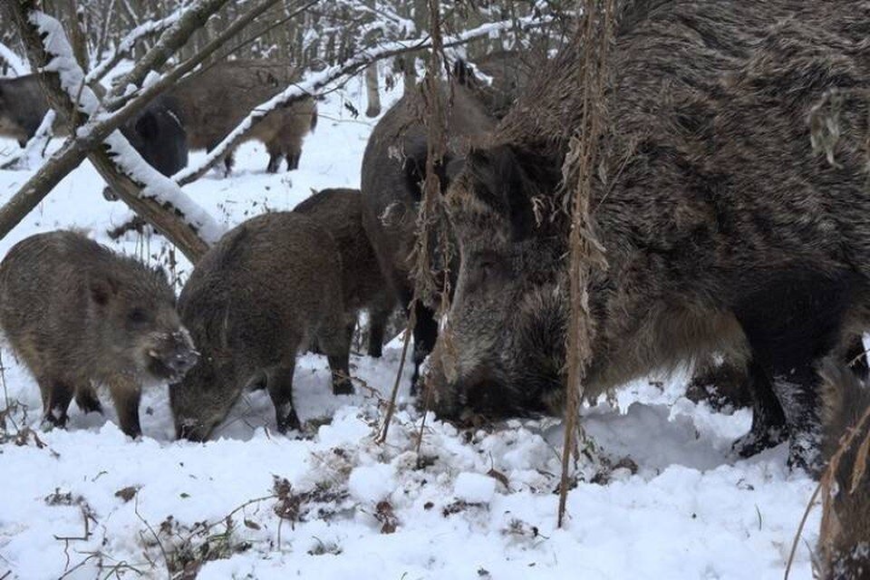     У кабанов под Петербургом начался брачный сезон / Фото: Павел Глазков