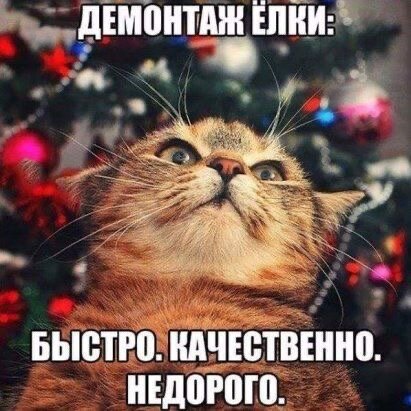 6.🎄