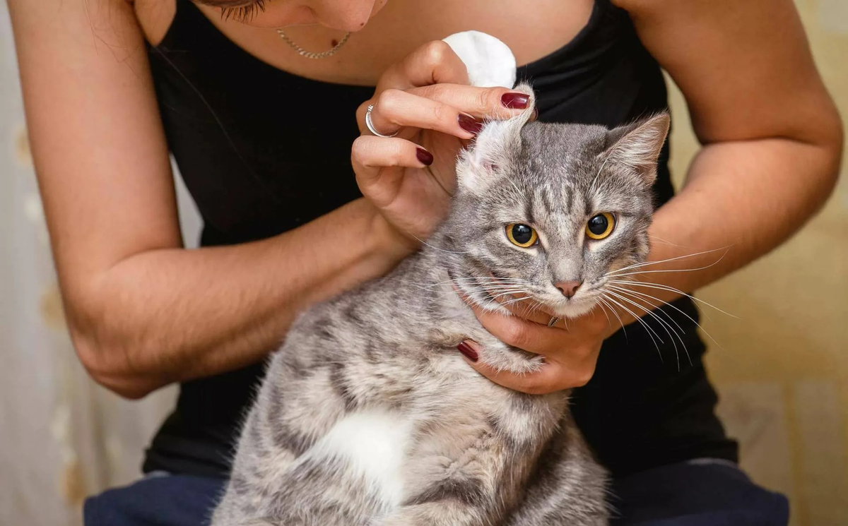 🐱Нужно ли чистить кошке ушки, в каких случаях, и как правильно? | Нос,  хвост, лапы | Дзен