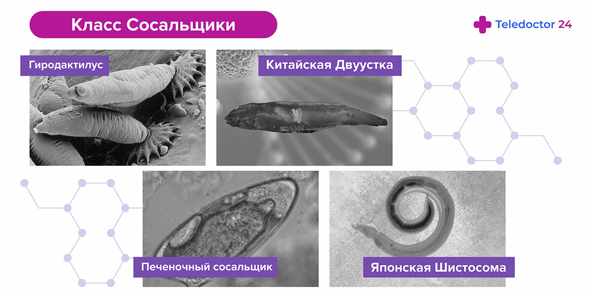 Лечение фасциолеза человека