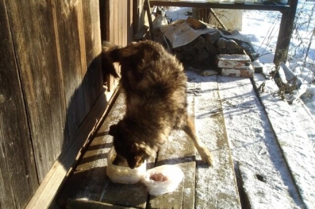    Фото: Из архива/ Инициативная группа по защите животных г. Тверь