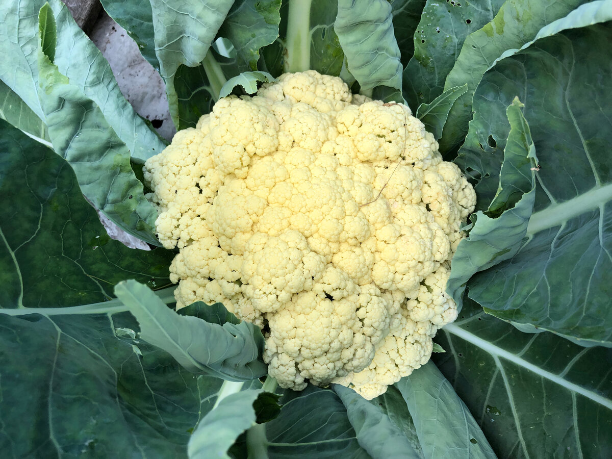 Cauliflower Growing cauliflower, Cauliflower plant, Vegetable seed