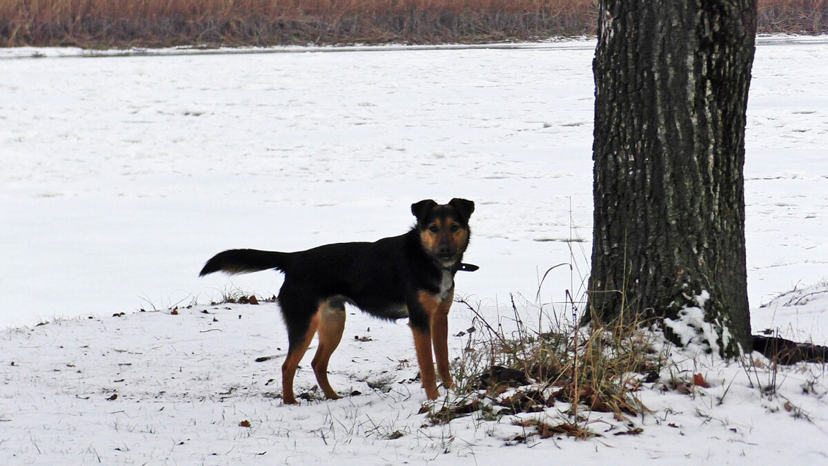 Вот он красавце позирует ;-)