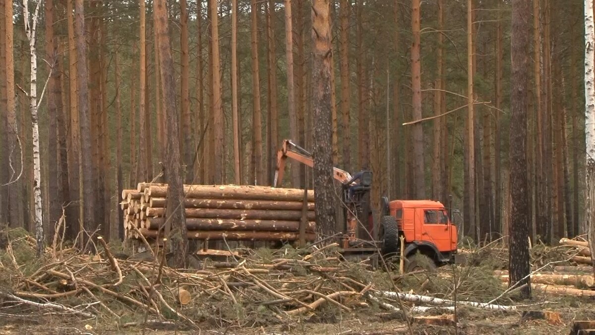 Пилят сухостой. Заготовка леса. Черные лесорубы. Лесоруб пилит дерево. Лесопилка в лесу.