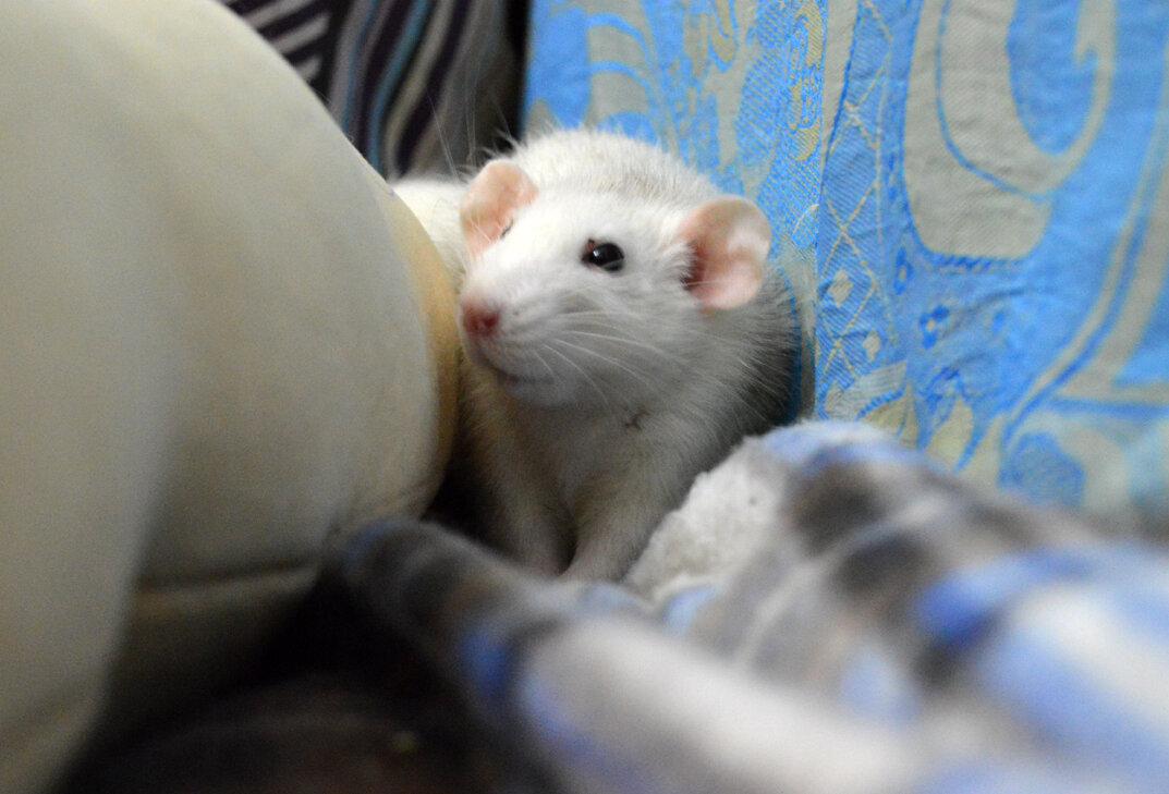 Крыса Хельга подглядывает из-за подушки. Ей глубоко плевать на хозяйкин блог, но она не против, что ее снимают, если ей не мешают самой выбирать маршрут своих передвижений.