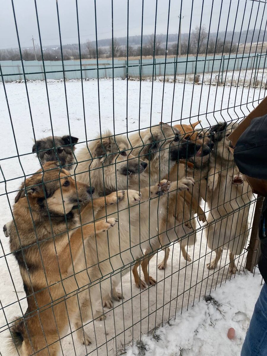 Приют терпит бедствие. Срочно нужна ваша помощь🙏 | Записки Деревенского  Корги | Дзен