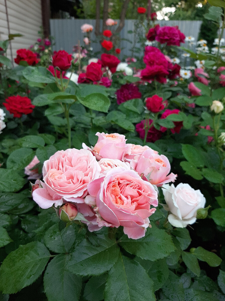 1. Mary Ann, Darcey Bussell, Ingrid Bergman 
