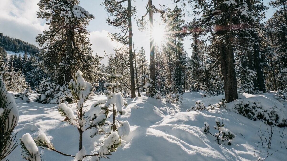     Новую лесоустроительную инструкцию обсудили на окружном совещании по вопросу эффективности исполнения переданных полномочий в области лесных отношений субъектами Дальневосточного федерального округа. Документ вступит в силу 1 марта 2023 года.