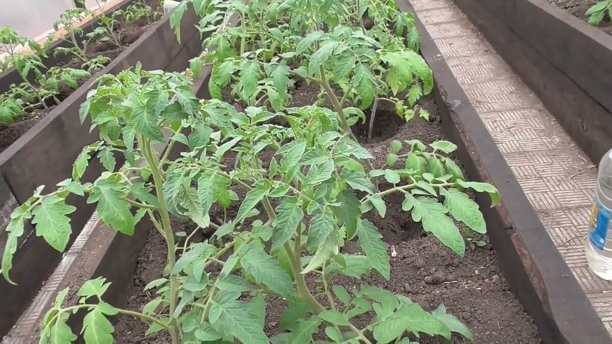 фото из интернета.Рассада помидор.