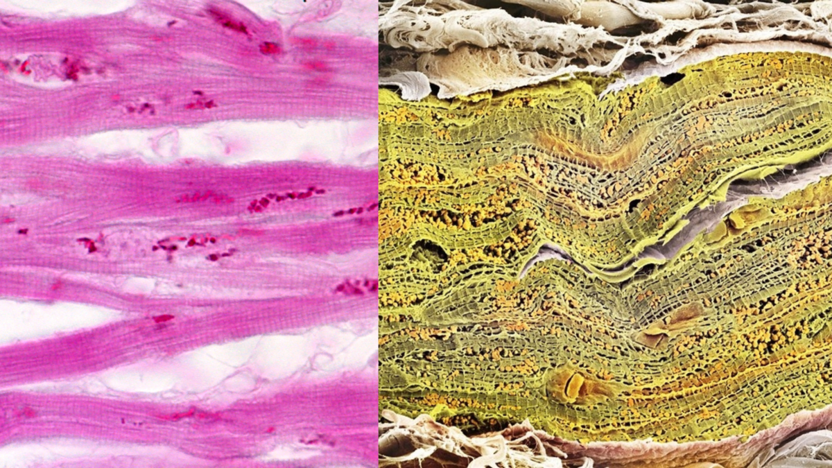 Типы тканей под микроскопом Reticular Fibers, Tendon, Elastic Lamina, and Adipose Tissue
