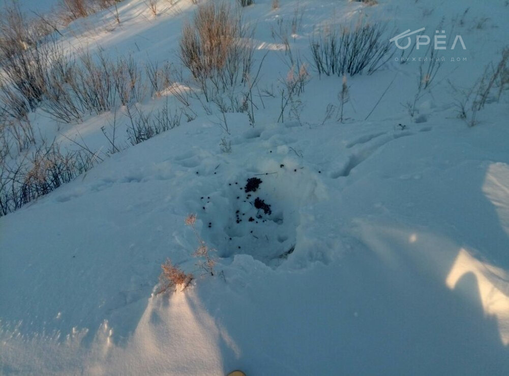 Лежка зайца. Фото с сайта hunting.ru