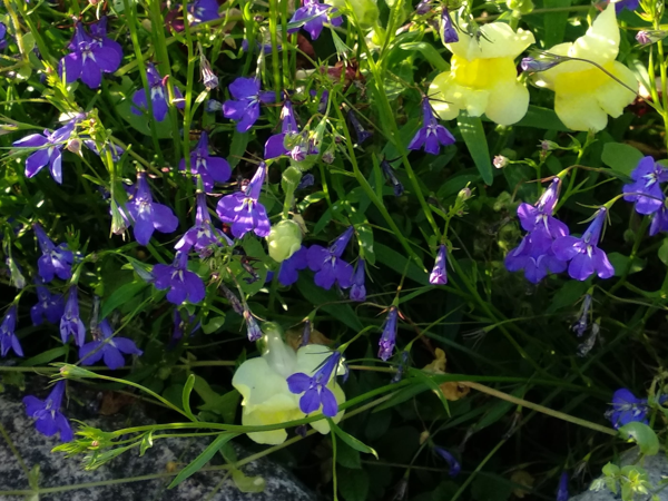 Лобелия по краю цветника с львиным зевом. Фото автра