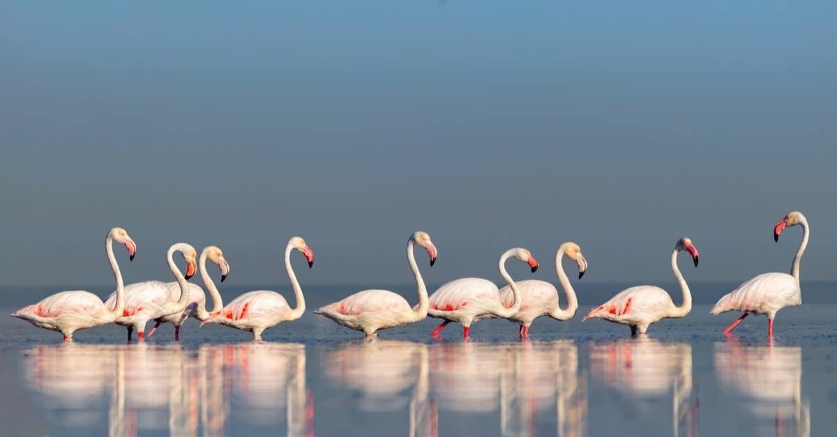 Друзья всем привет! Хочу поделиться приятной новостью. Все больше фламинго прилетают в Крым на зимовку.