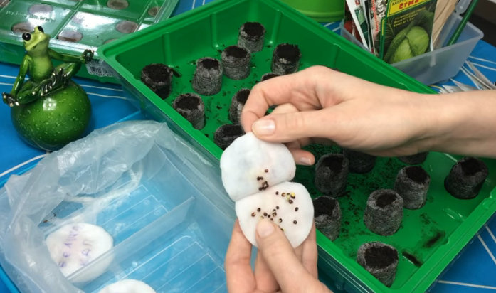 Подготовка семян