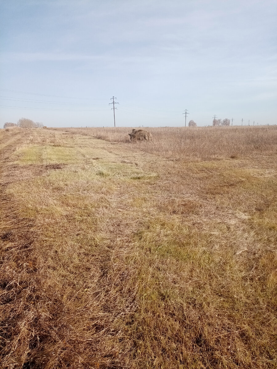 Можно заметить что травы совсем нет.