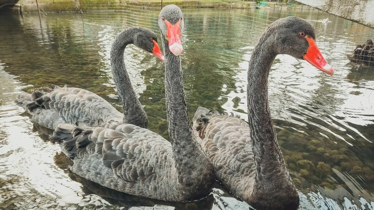     Правительство Адыгеи ведет расследование факта обнаружения множества погибших лебедей на берегу Тщикского водохранилища. По предварительной версии, причиной смерти птиц стало переохлаждение.
