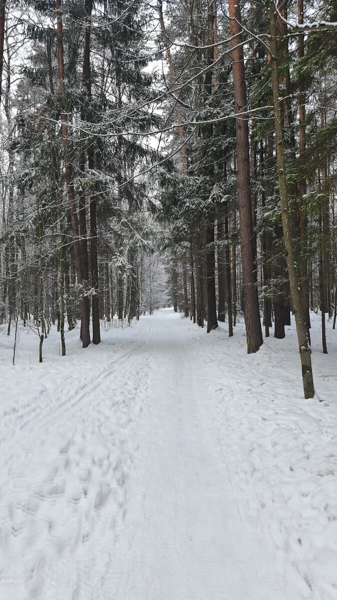 Тропа в Пироговском лесопарке