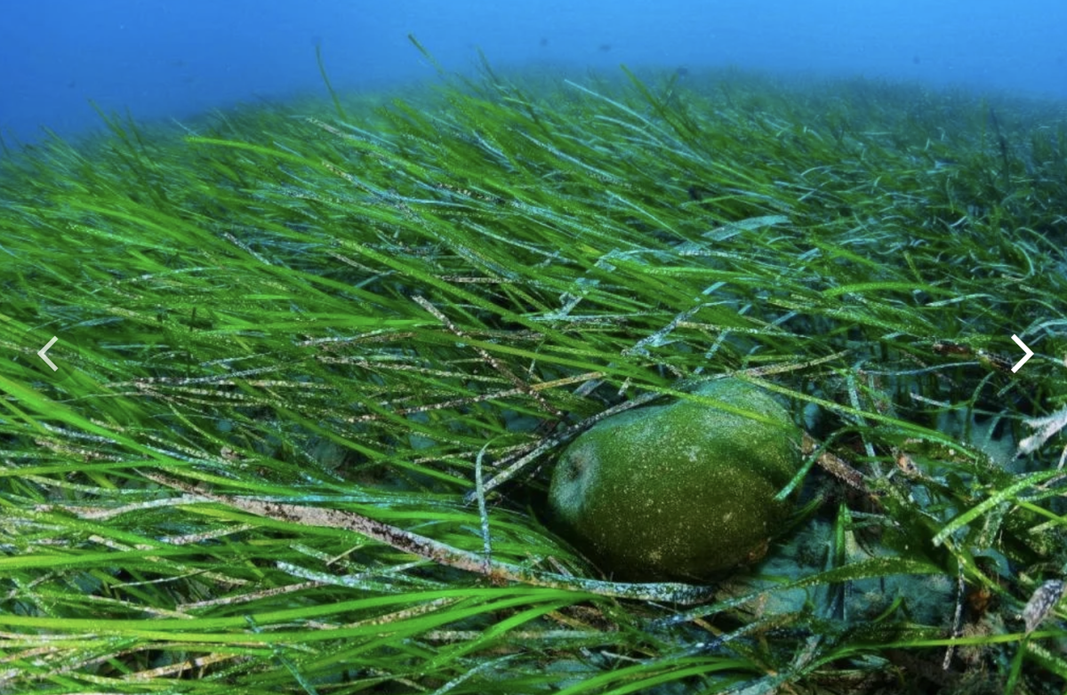 Arthrospira водоросли. Сине-зеленая водоросль спирулина. Цианобактерии спирулина. Спирулина и хлорелла.