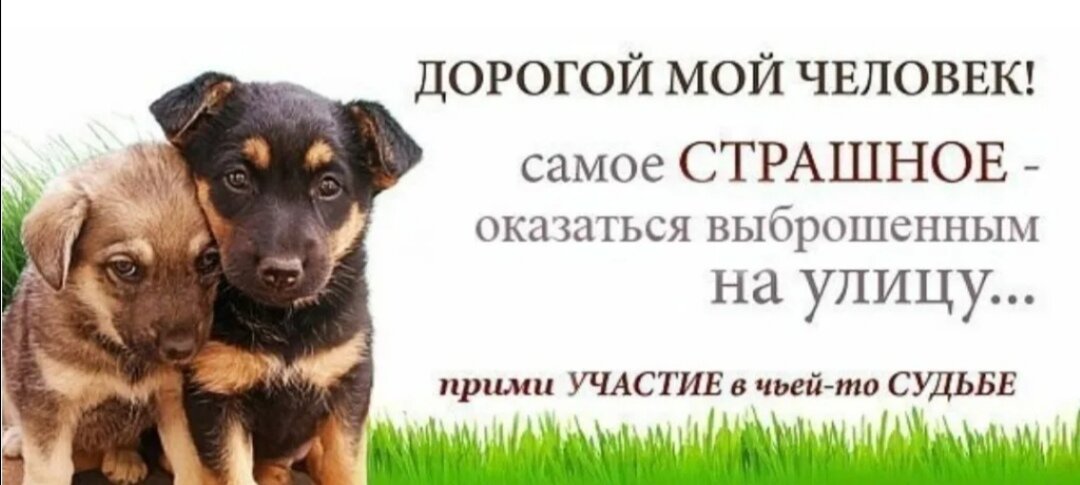Помощь приюту для животных проект