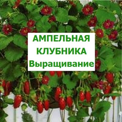 ампельная клубника выращивание 