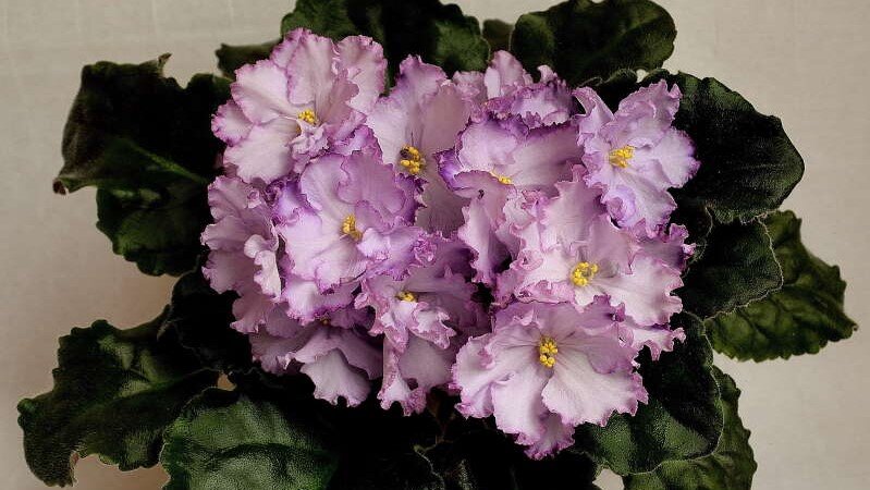 РМ - Хрустальный перезвон