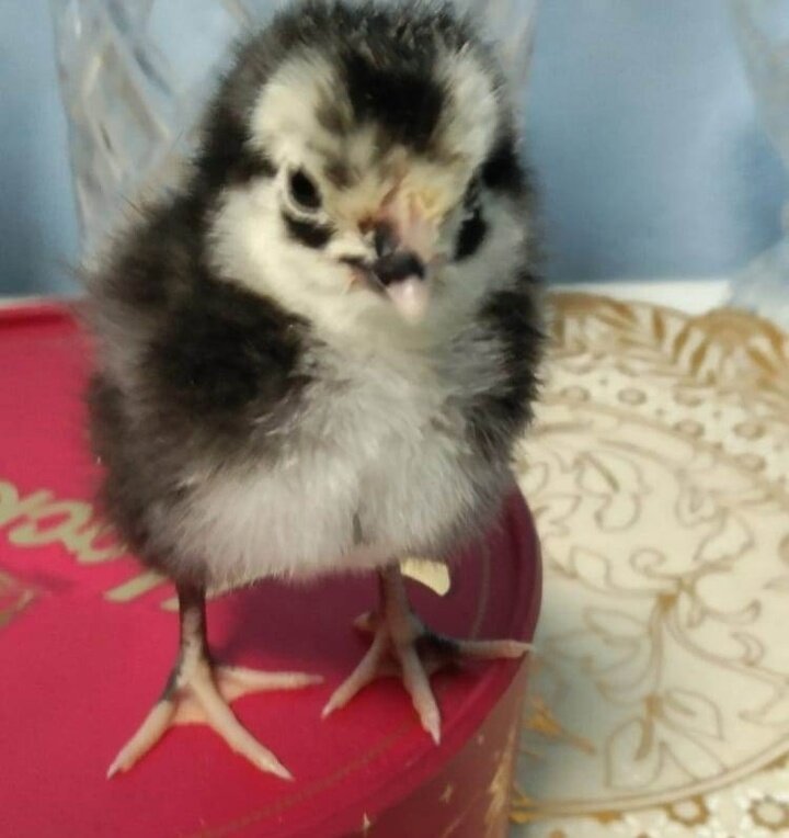     Фото: vk.com/tshi_ngau