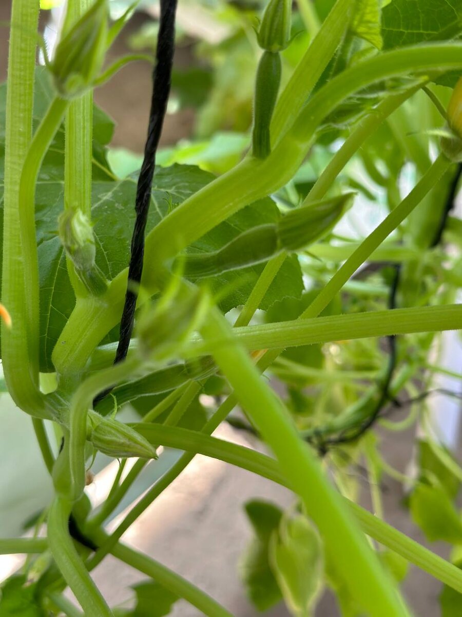 ИНК отбирает растения, лучше всего подходящие для гидропоники в поддержку развития «умных» вертикальных ферм в России