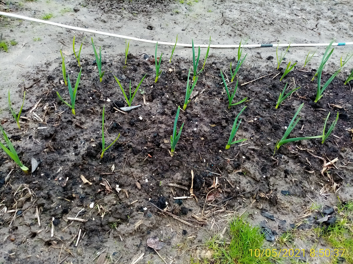 Чеснок после первой основной подкормки