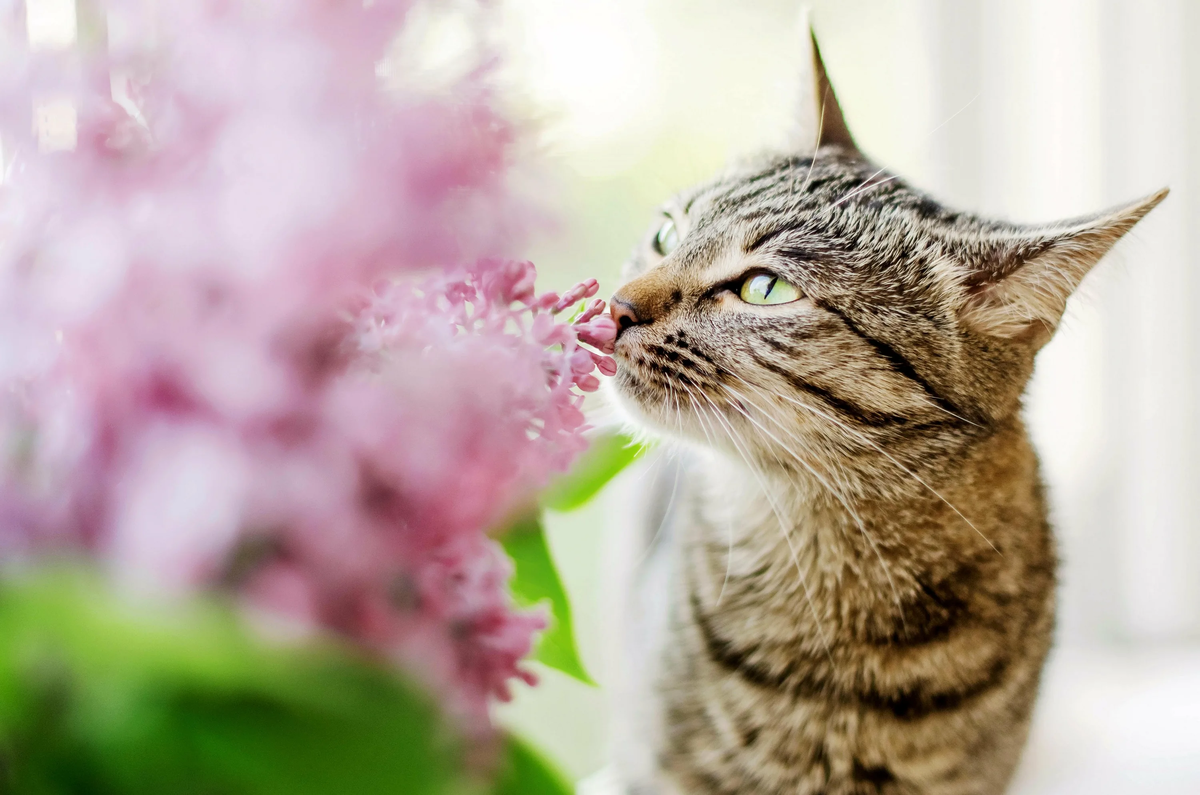 Котенок любит играть с цветами. Весенняя кошка. Кошка в цветах.