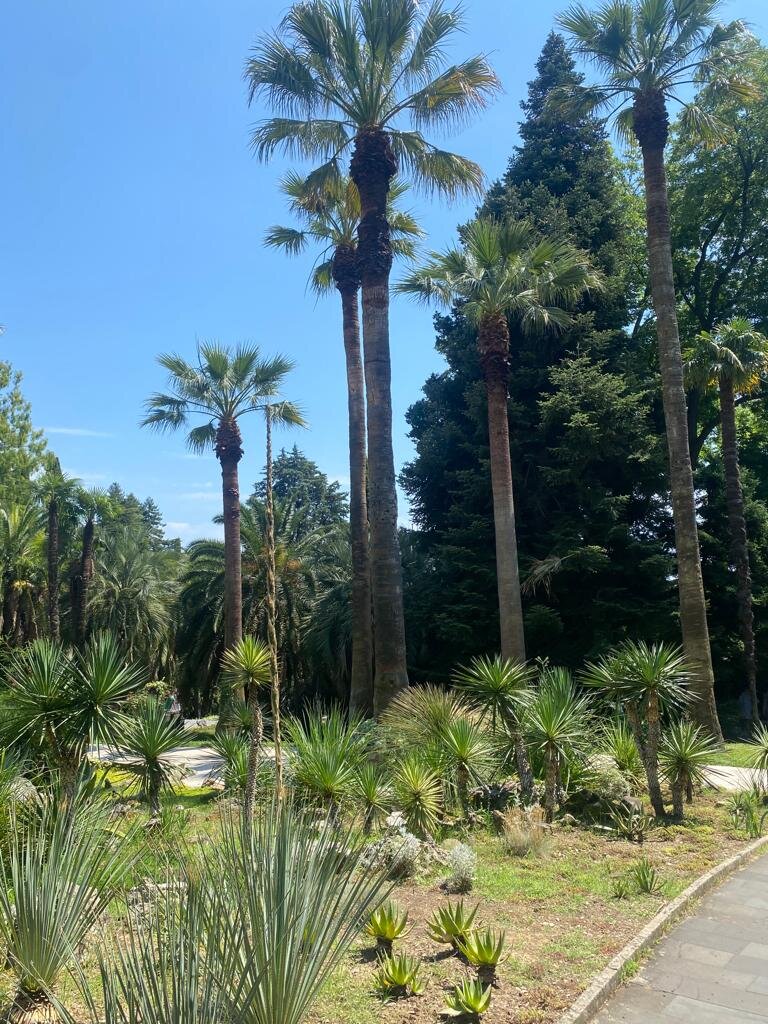 Пальм очень много. Эти - высоченные! 
