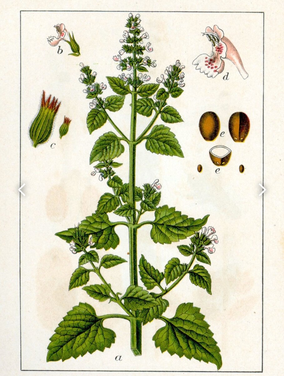 Фото из интернета. Котовник