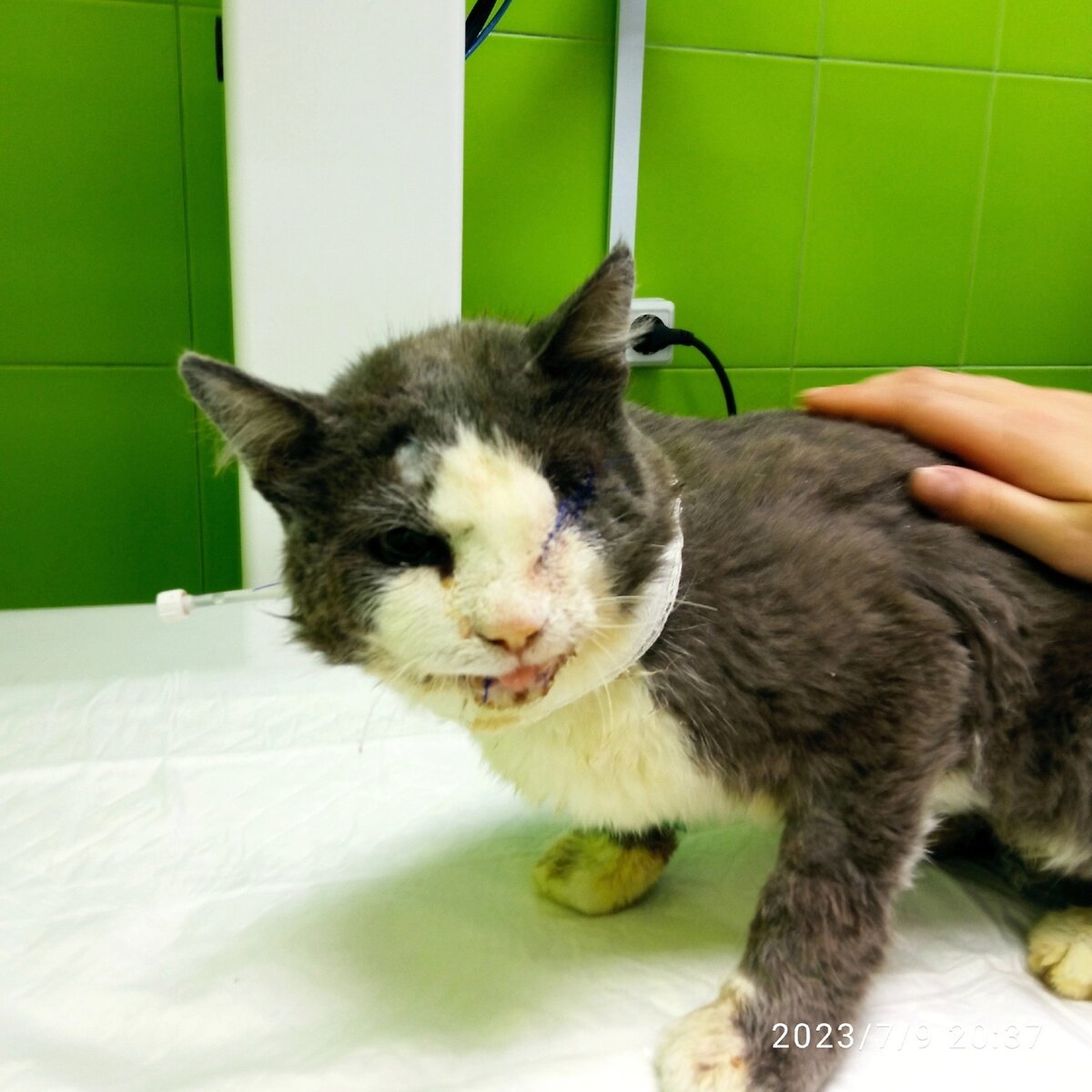 Бусик в стационаре клиники. Вот так он выглядит сейчас