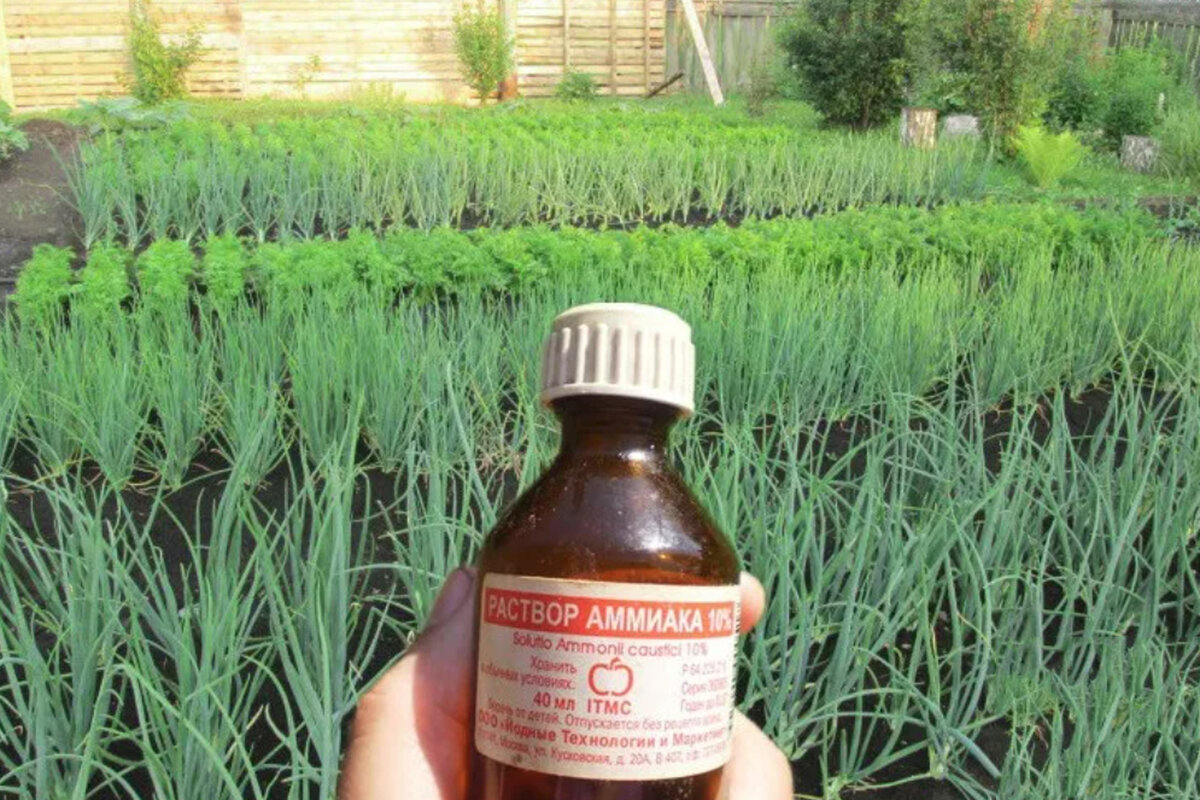 Как обработать нашатырем. Как обработать нашатырем. Как обработать нашатырем. Как обработать нашатырем. Как обработать нашатырем.