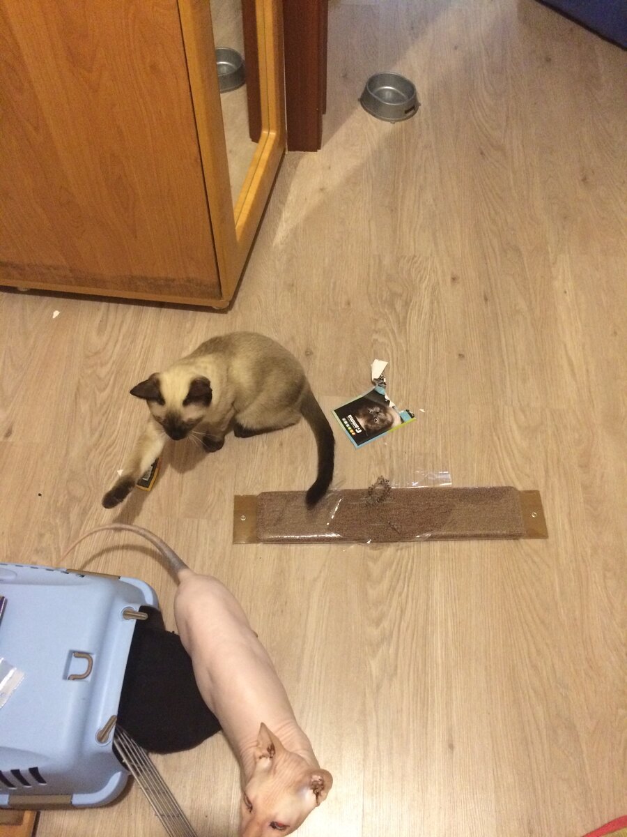 Терпение вам вообще пригодится 😅