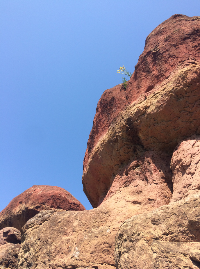 Красные грибы, июль 2020