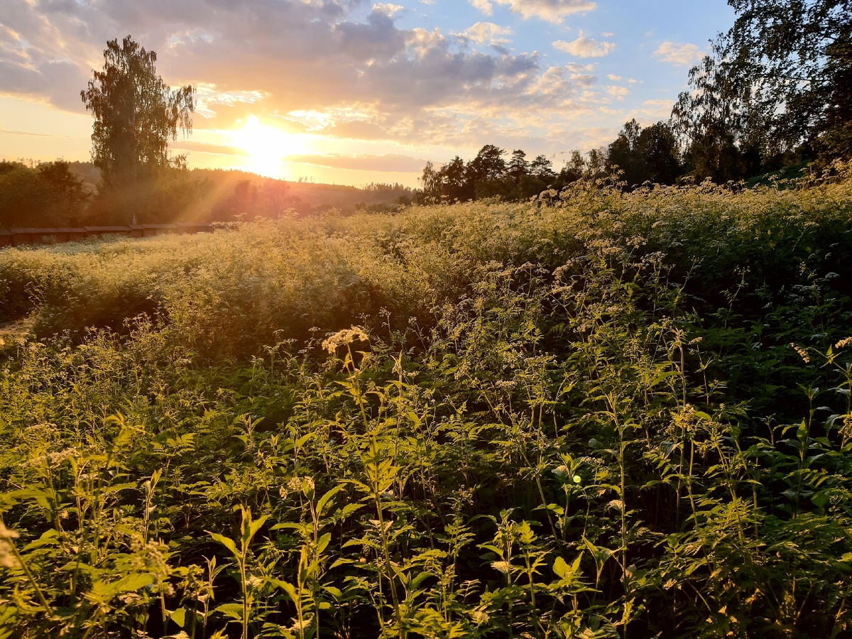 Не "Рожь", но тоже ничего