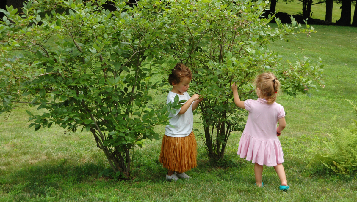 Дети и ягоды