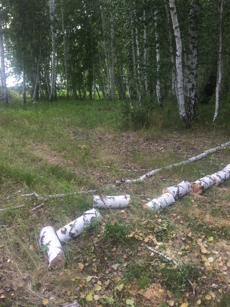 Пилим упавшую березу