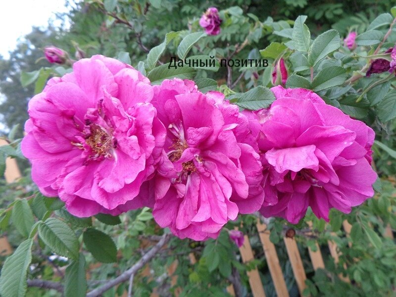 Моя плетистая роза в июне еще цветет. В июле буду черенковать