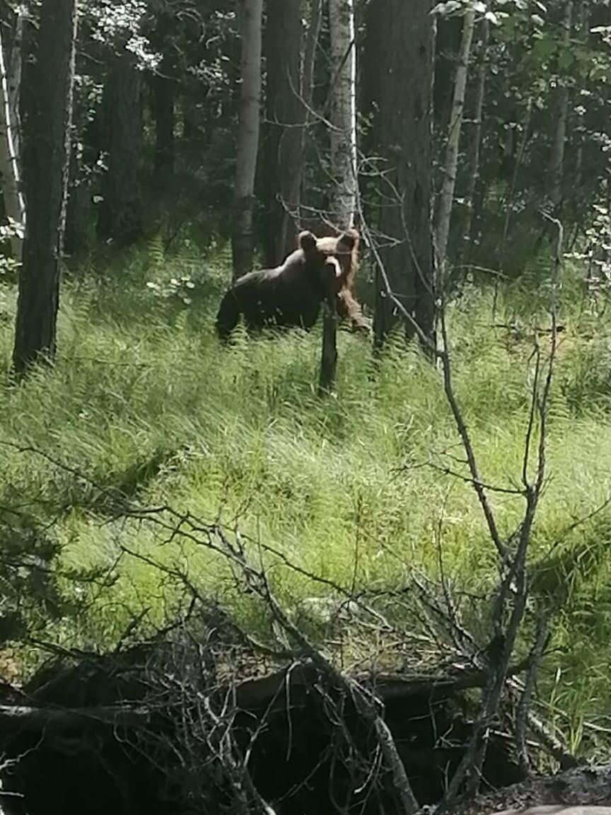 Да там есть медведь