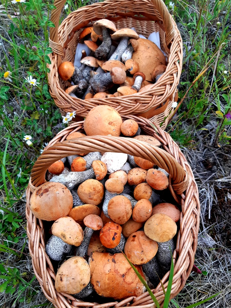 Море маслят. Грибы в июле. Форум грибников спб. Грибы которые сейчас собирают в ленобласти. Грибы в августе.