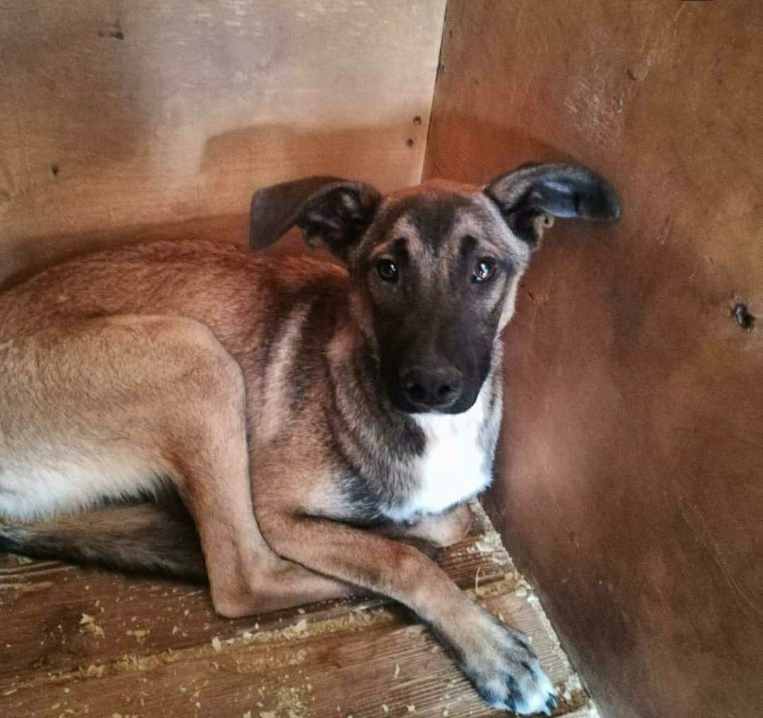 Добби 5 месяцев, в такой позе он просижел почти 2 месяца.