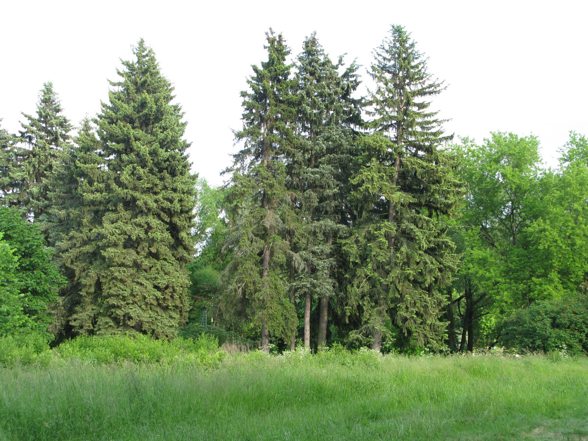 Деревья тут большие и разные.