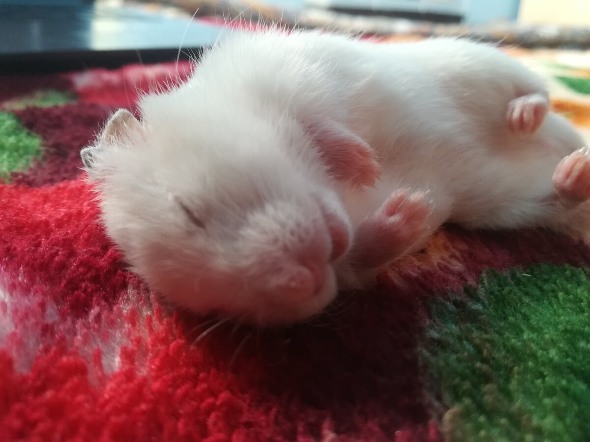 Хомяк по Рики