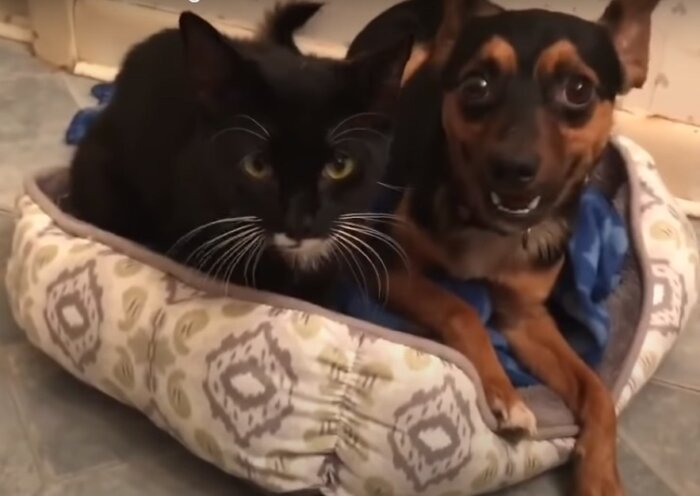  Скриншот/Love Meow/youtube.com