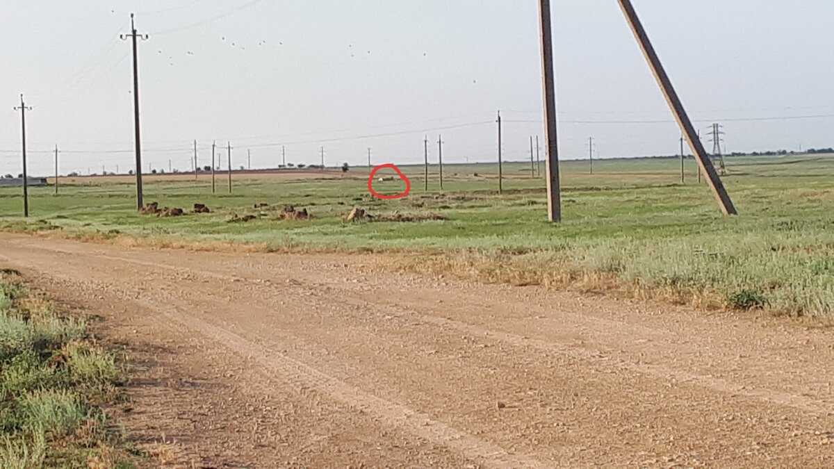 (Здание объведено в красный круг). (Примерно по середине фотографии)