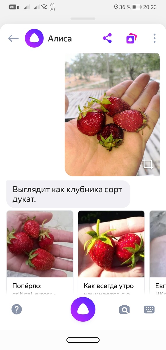 У меня оказалась клубника сорта "дукат". Вроде не плохой сорт 